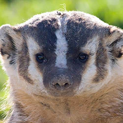 Wisconsin State Animal Badger