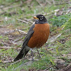 Wisconsin State Bird Robin