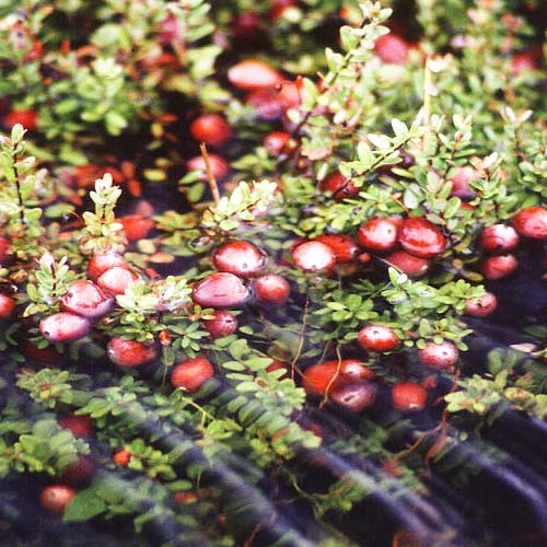 Wisconsin State Fruit Cranberry