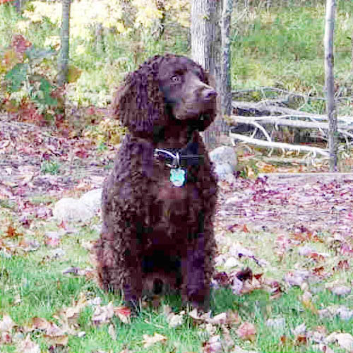 Wisconsin State Dog American Water Spaniel