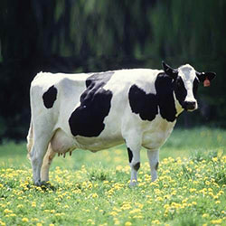Wisconsin State Cow