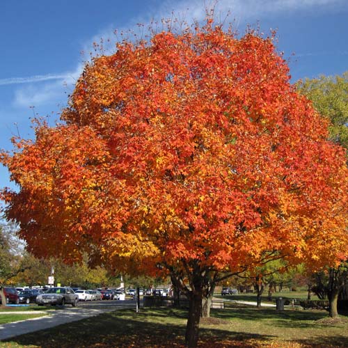 Wisconsin State Tree Sugar Maple