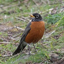 Wisconsin State Robin