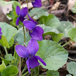 Wisconsin State Flower Wood Violet