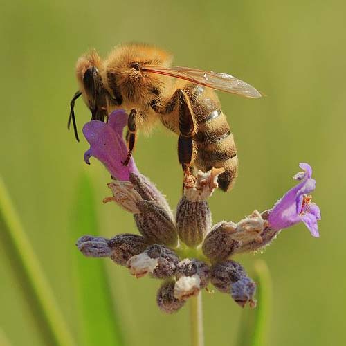 Wisconsin State Insect Honey Bee