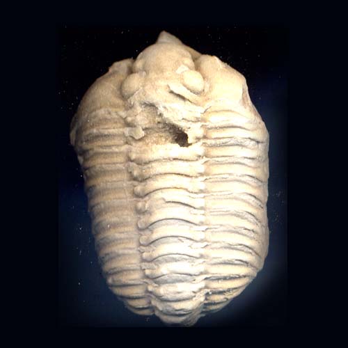Wisconsin State Fossil Trilobite