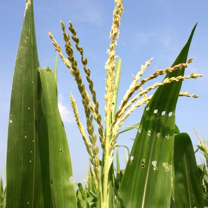 Wisconsin State Grain Corn